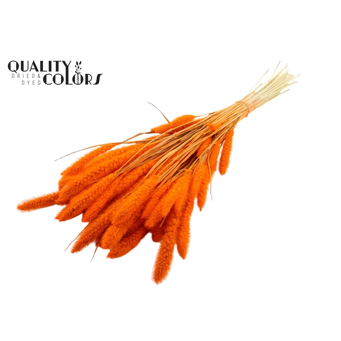 <h4>Setaria per bunch Bleached  Orange</h4>