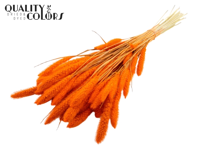 Setaria per bunch Bleached  Orange
