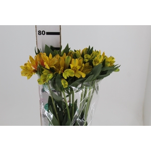 ALSTROEMERIA CARIBBEAN 080 CM