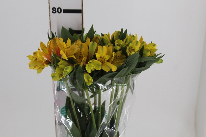 <h4>ALSTROEMERIA CARIBBEAN 080 CM</h4>