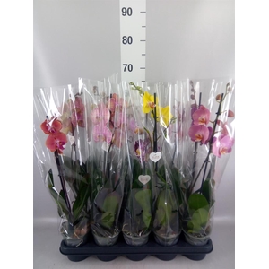 Phalaenopsis   ...