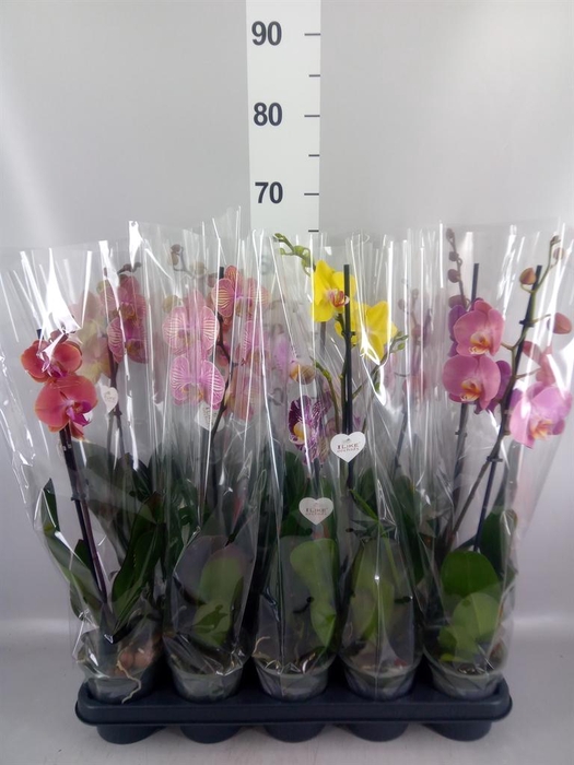 <h4>Phalaenopsis   ...</h4>