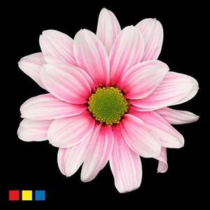 Chr T Kennedy Red Striped