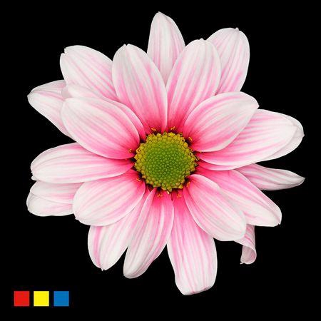 <h4>Chr T Kennedy Red Striped</h4>