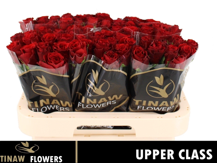 <h4>R GR UPPER CLASS</h4>