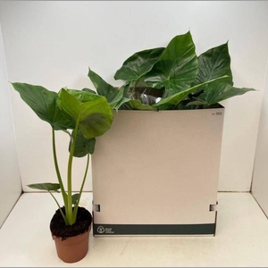 ALOC MACRORRHIZOS
