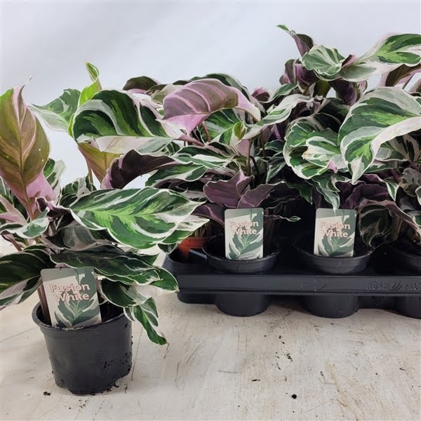 <h4>Calathea Fusion White</h4>