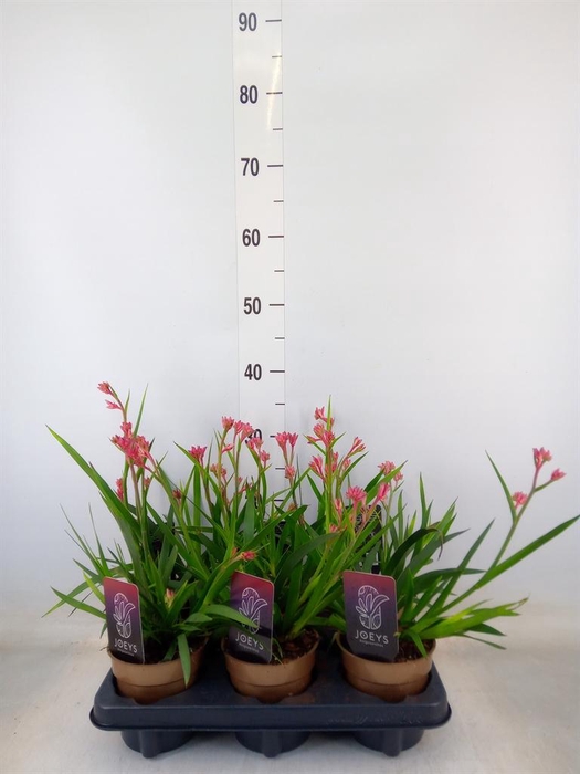 <h4>Anigozanthos   ...</h4>