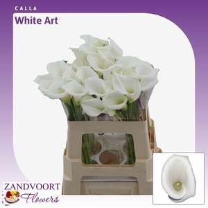 ZANT WHITE ART