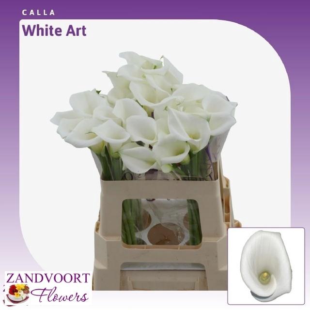 <h4>ZANT WHITE ART</h4>