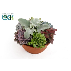 succulenten voorjaarsmix in schaal