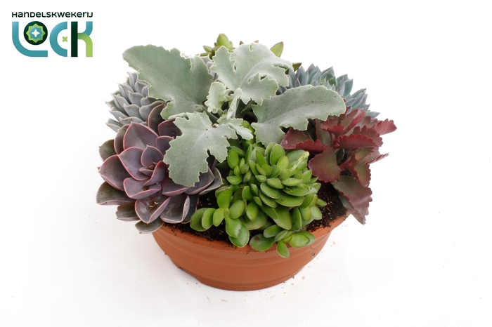 <h4>succulenten voorjaarsmix in schaal</h4>