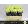 R Gr Athena X10
