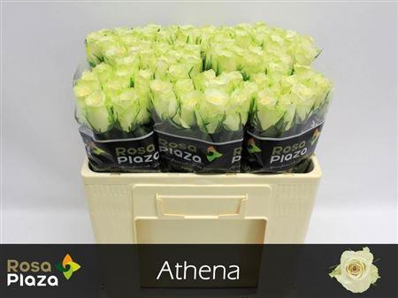 R Gr Athena X10