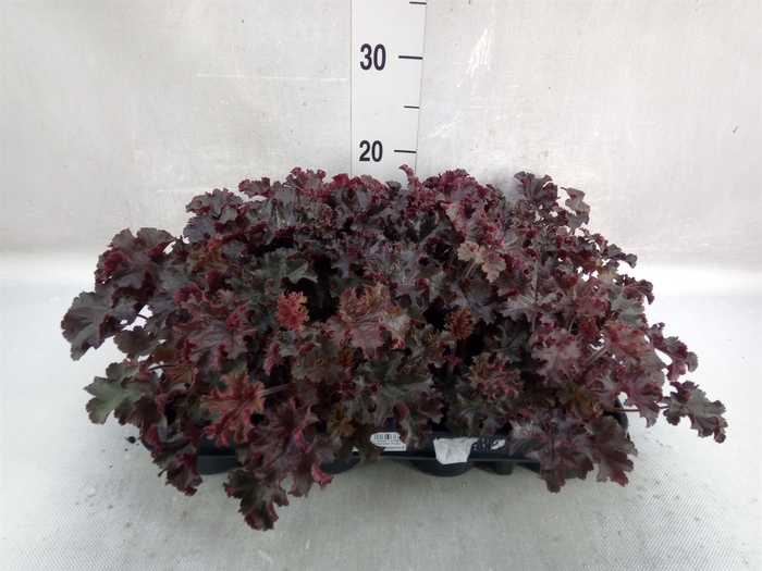 <h4>Heuchera   ...</h4>