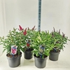 Buddleja Butterfly Candy Gemengd