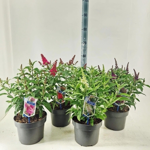 Buddleja Butterfly Candy Gemengd