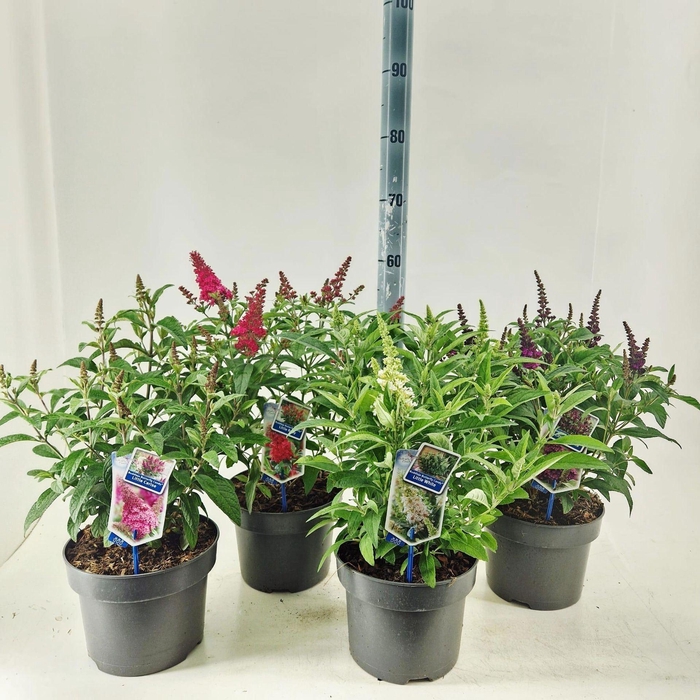 <h4>Buddleja Butterfly Candy Gemengd</h4>