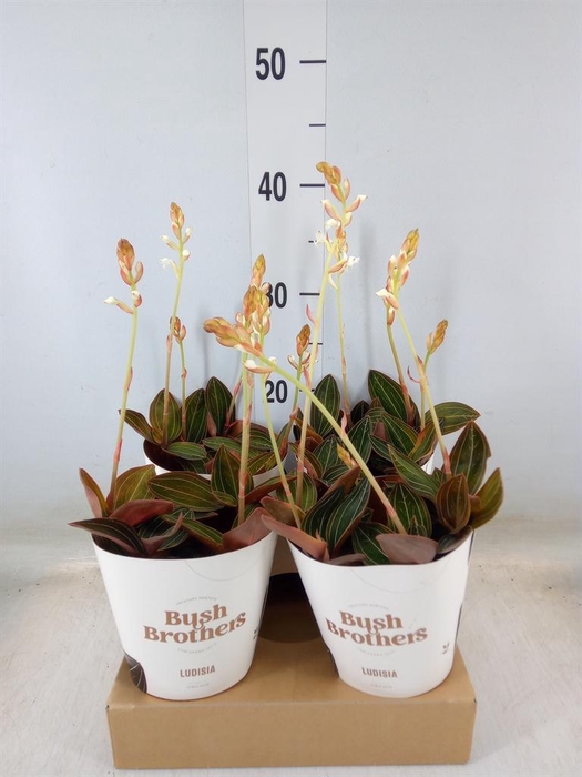 <h4>Ludisia discolor</h4>