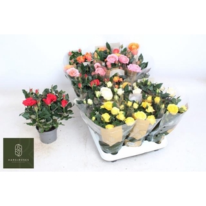 RO KORDAN GRANDE GEM