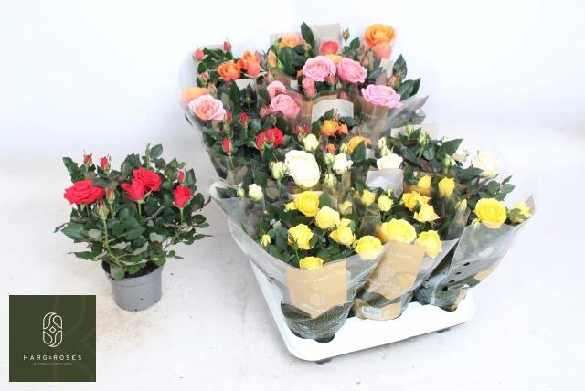 <h4>RO KORDAN GRANDE GEM</h4>