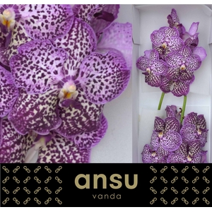 Vanda Sunanda Royal Purple