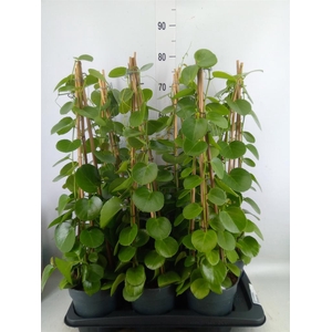 Cissus rotundifolia