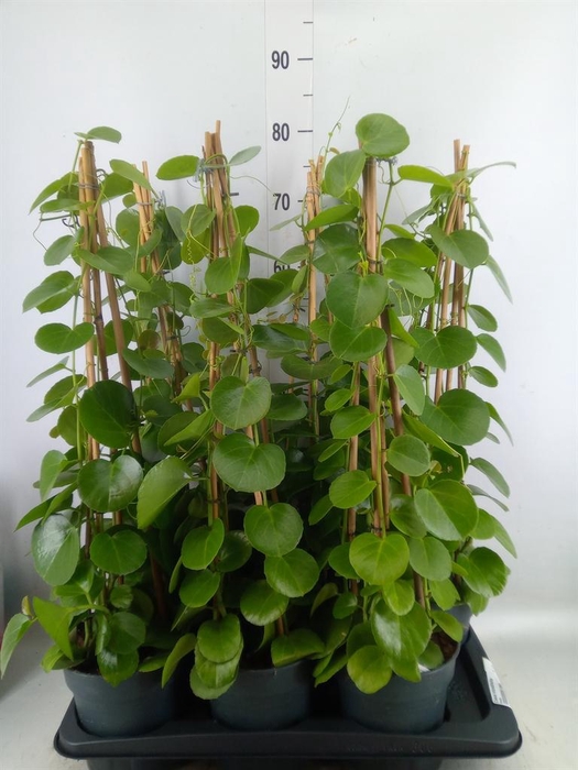 <h4>Cissus rotundifolia</h4>