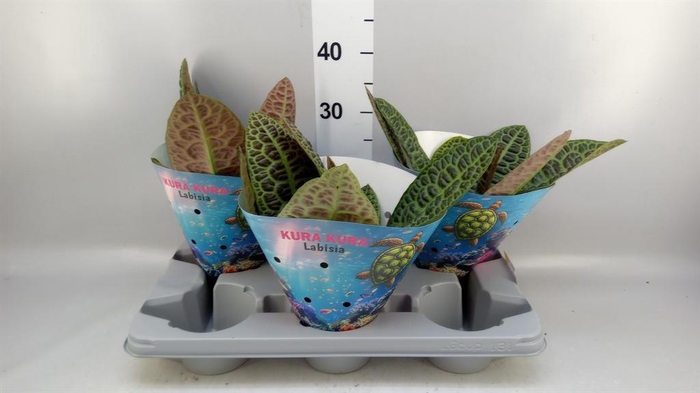 <h4>Labisia obtusifolia 'Kura Kura'</h4>