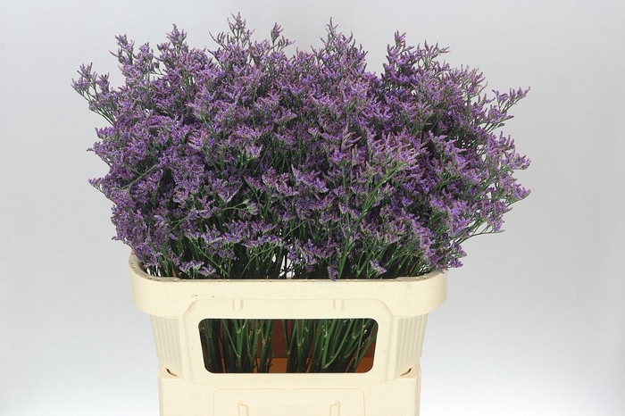 <h4>Lim. Piuma Blue</h4>