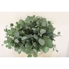 Euca Populus 300gr P Bunch