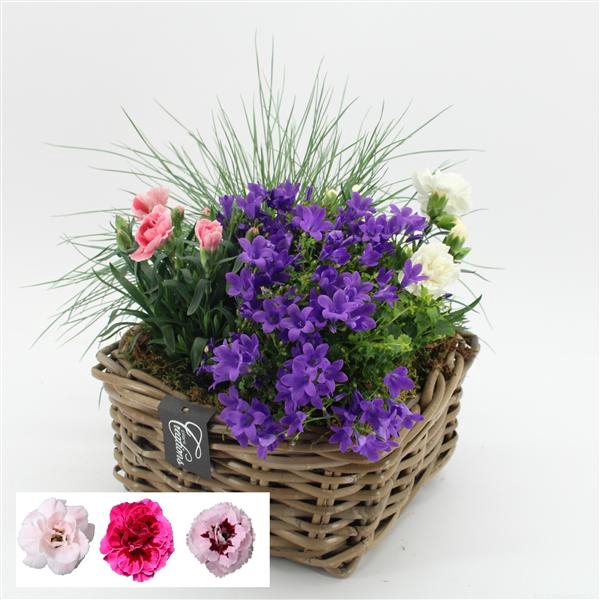 <h4>CACR-2510 Campanula creatie</h4>
