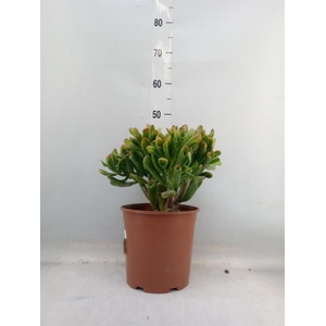 Crassula ovata 'Horn Tree'