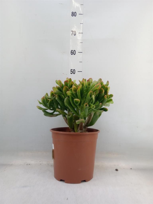 <h4>Crassula ovata 'Horn Tree'</h4>