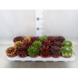 Sempervivum   ...