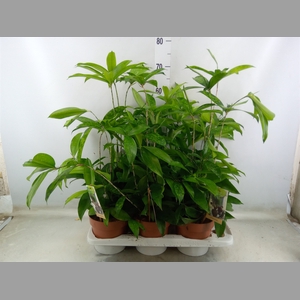 Dracaena surculosa