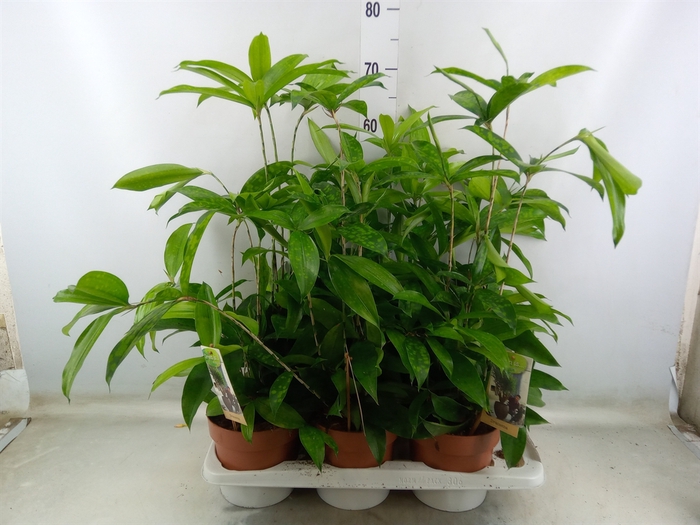 <h4>Dracaena surculosa</h4>