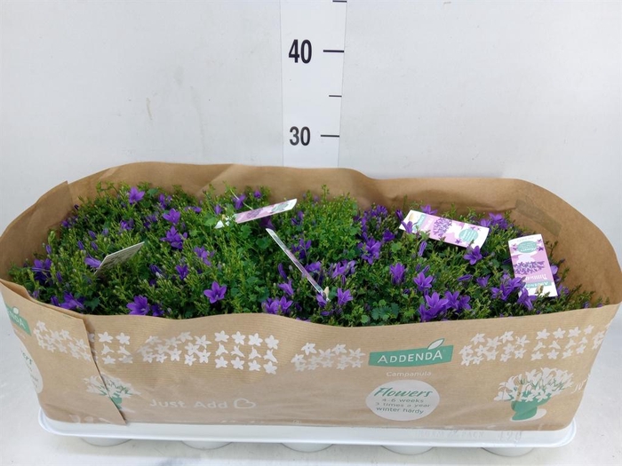 <h4>Campanula porten. 'Ambella In Prpl'</h4>