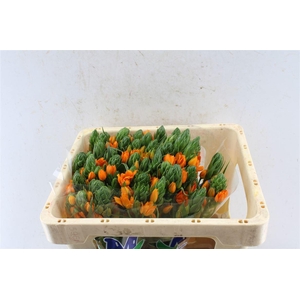 Ornithogalum Sunshine Orange