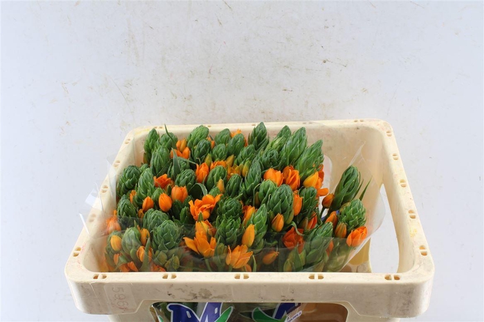 <h4>Ornithogalum Sunshine Orange</h4>