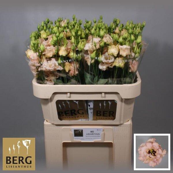 <h4>Lisianthus do alissa light apricot</h4>