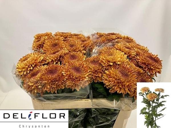 <h4>CHR G ROSS ORANGE</h4>