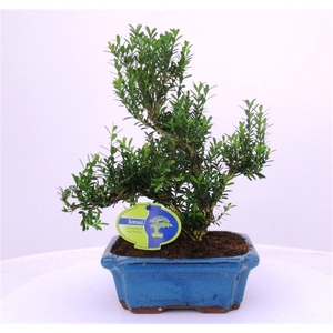 buxus harlandii, 20 cm shape, without driptray