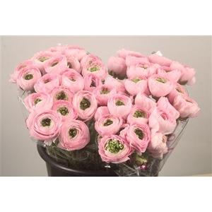 Ran.. Su Confetto Pink Extra