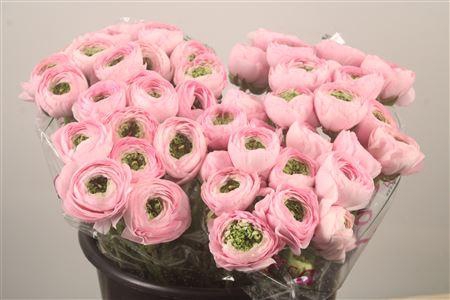 Ran.. Su Confetto Pink Extra