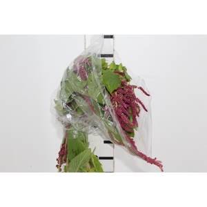 AMARANTHUS VINHO