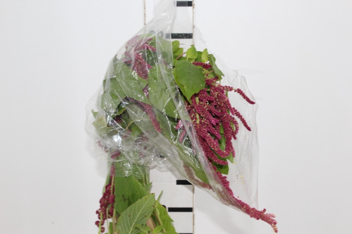 <h4>AMARANTHUS VINHO</h4>