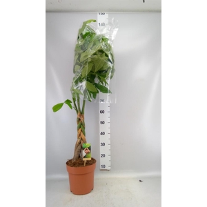 Pachira aquatica