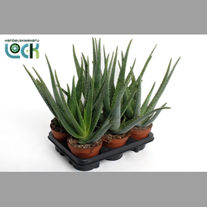 ALOE VERA