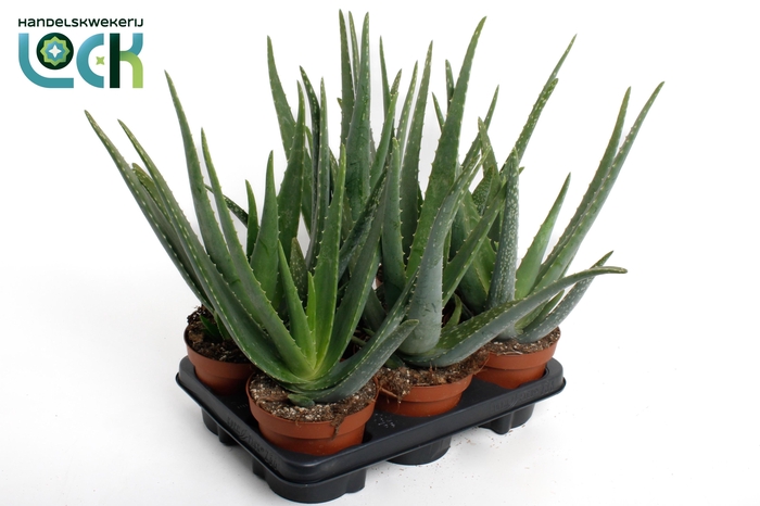 <h4>ALOE VERA</h4>